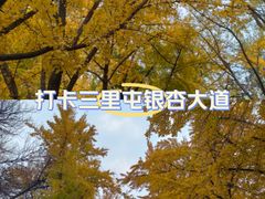 -三里屯东五街银杏大道