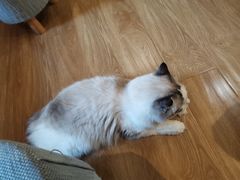 -滚猫咖啡·猫咖·猫友好撸猫(未来城店)