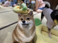 -逗柴咖啡屋·狗咖猫咖宠物桌游