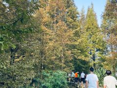 -桤木河湿地公园