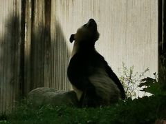 -卧龙中华大熊猫苑神树坪基地