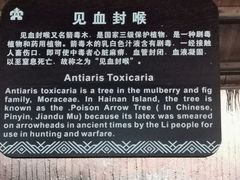 -海南槟榔谷黎苗文化旅游区