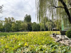 -莲湖公园