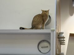 -COLOR PETS 撸猫馆·购猫·猫咖(长风大悦城店)
