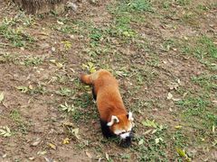 -石家庄市动物园