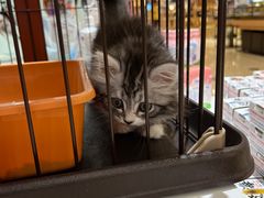 -1013 PET SHOP精品宠物商店(丁香店)