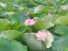 -荷塘月色湿地公园·向阳花洲