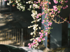-深圳仙湖植物园-停车场