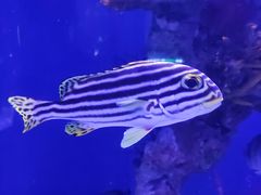 -上海海昌海洋公园