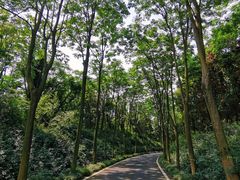 -宜兴龙背山森林公园