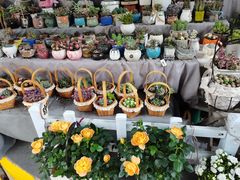 -循礼门鲜花花市(武汉循礼门店)