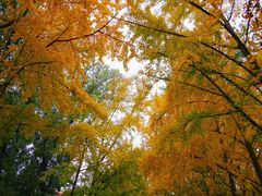 -三里屯东五街银杏大道