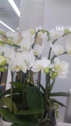 -悟空祛痘·诺奖技术专业店