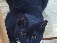 -青石桥老瓦房肥肠粉总店(青石桥总店)