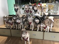 -Husky Go! 哈士奇体验馆·宠物咖啡厅狗咖