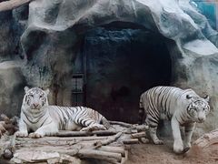 -清迈夜间动物园