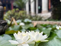 -都江堰普照寺