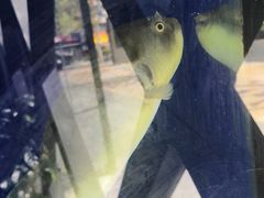 -肆月河豚·新淮扬(金融街店)