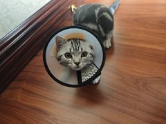 -中农国际动物医院24小时·猫科·骨科·急重症中心