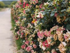 -名花谷生态庄园