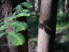 -黄海国家森林公园