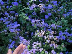 -黑龙江省森林植物园