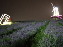 -大塘金香草谷