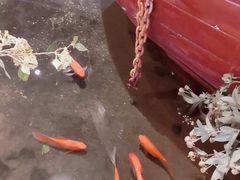 -小天鹅火锅·一线江景洪鼎旗舰店(洪崖洞店)
