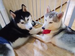 -Husky Go! 哈士奇体验馆·宠物咖啡厅狗咖