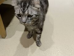 -藏猫猫咖啡主题馆(中央大道店)