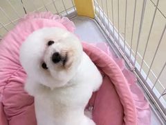 -米苏动物医院·犬猫专科·骨科外科内窥镜