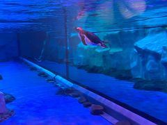 -芜湖新华联大白鲸海洋公园