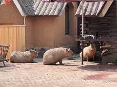 -上海野生动物园