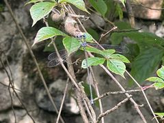 -西岭雪山大飞水景区