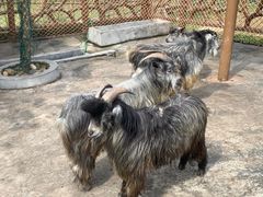 -森波拉奇妙世界