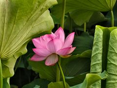 -莲湖公园