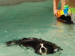 -帕帕拉兹宠物(亚洲旗舰店)