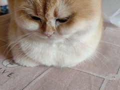 -美联众合爱康动物医院•复杂内科•肿瘤科•牙科•腔镜诊疗中心