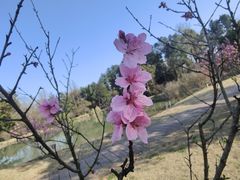 -杭州植物园