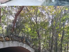 -上海佘山国家森林公园天马山园