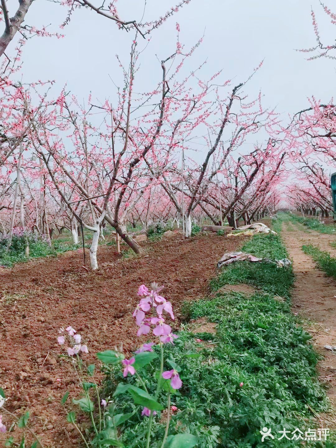 最美桃花