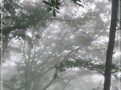 -牛背梁国家森林公园