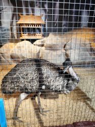 -酷嗒动物文化乐园(cutezoo西溪乐天城店)