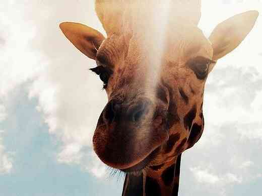 皇茶真韵(华侨城店)-"真心的一般,而且等了好久,以后都不要去了.