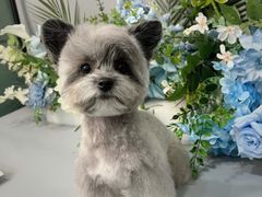 -BABIT巴比特宠物(MOMOPARK店)