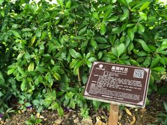 -广西壮族自治区药用植物园