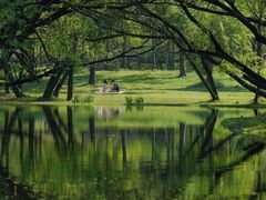 -上海共青森林公园