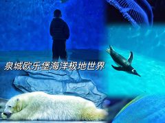 -泉城欧乐堡海洋极地世界