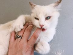 -猫友咖啡店(玉林西路店)
