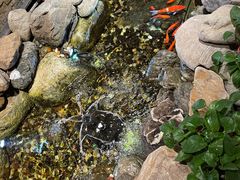 -清真·京华源铜锅涮肉(丰庆店)